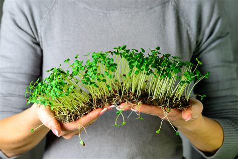 como plantar broto de beterraba - Como Plantar Beterraba em Casa – Passo a Passo e Cuidados